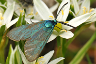 Jordanita globulariae Jordanita globulariae